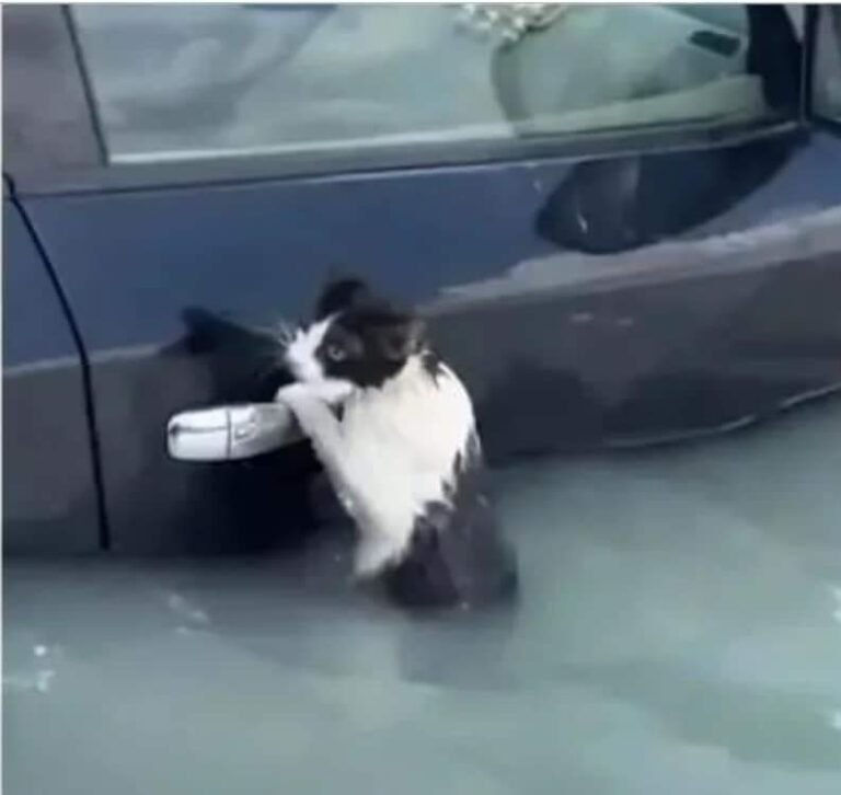E prekshme – Macja kapet nga doreza e veturës për t’i shpëtuar përmbytjeve në Dubai