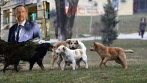 Krasniqi: Vendimi i komunës për qentë endacak i pa efektshëm, për një vit janë adoptuar vetëm 100 prej tyre